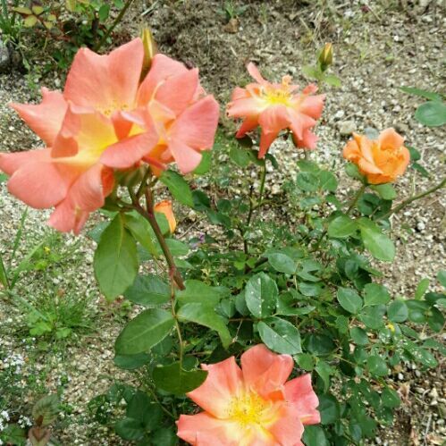 rblog-20180507224339-01.jpg