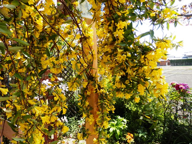 P4220016ｼﾞｬｽﾐﾝ.jpg