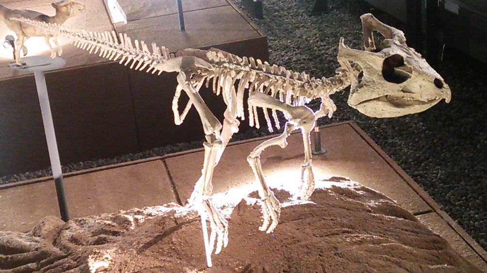 アーケオケラトプス