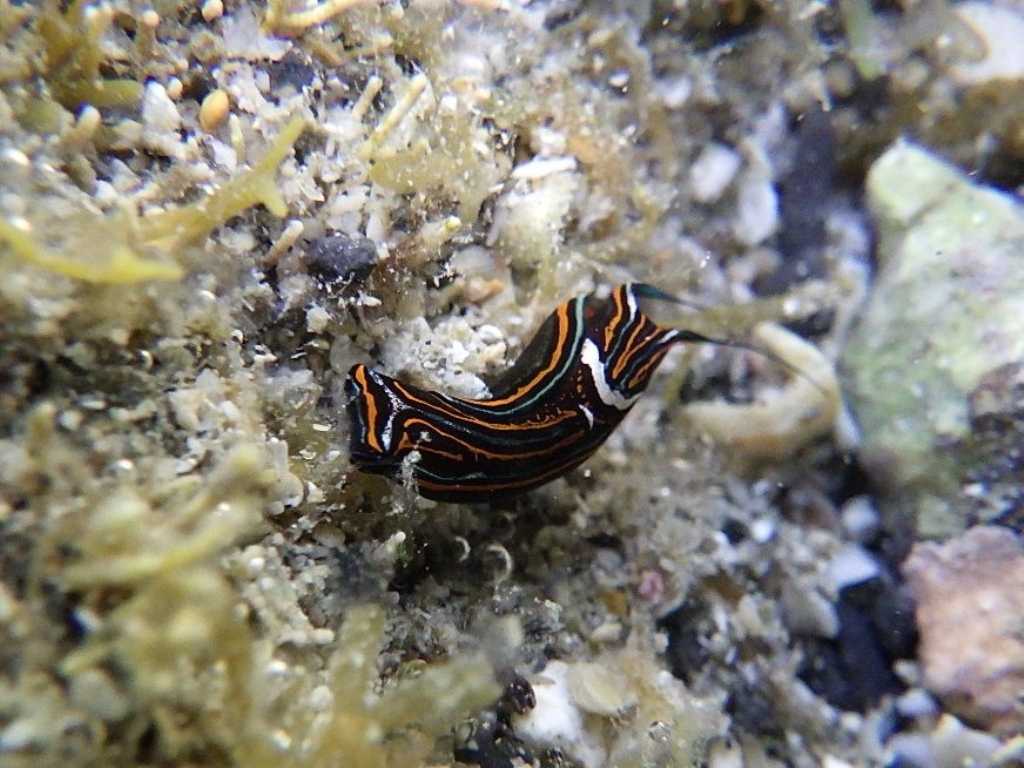 串本磯採集2023年8月上旬23　ニシキツバメガイ（Chelidonura hirundinina）