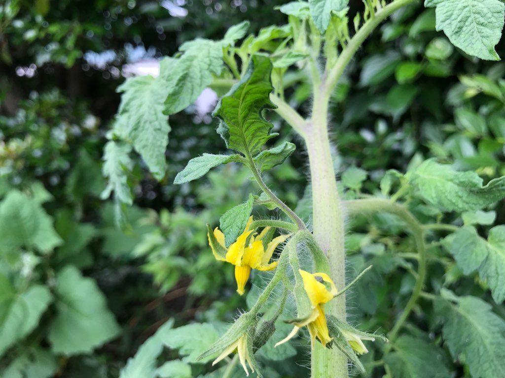 先日の畑の様子 本日の様子です 植木屋の三代目をやってます村野園のブログです 楽天ブログ