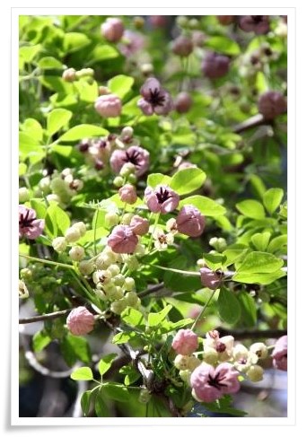 樹木公園-14 アケビ 15.4.18