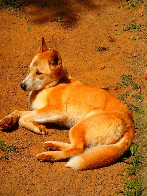 ディンゴ 式根島倶楽部 楽天ブログ