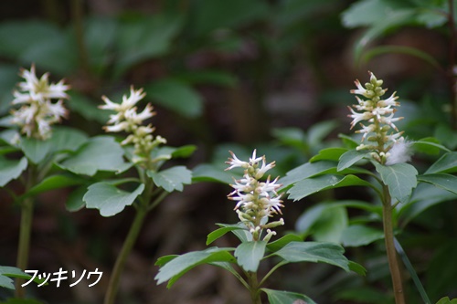 殿ヶ谷戸庭園にて