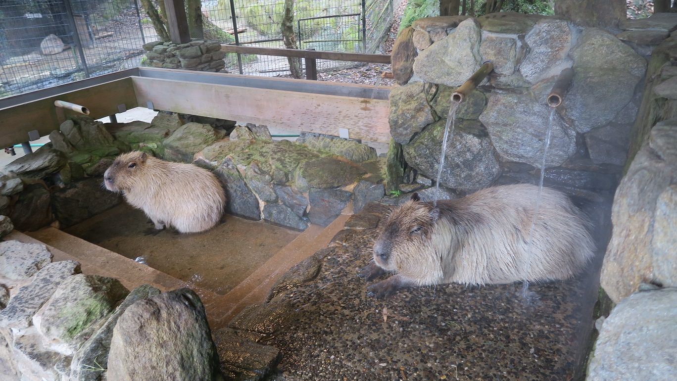 旅行 幻夢の孤独な日記 楽天ブログ