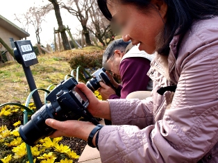 東谷山フルーツの里 福寿草