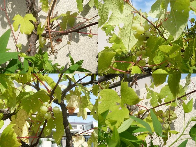 2葡萄7.29 4枚650.jpg