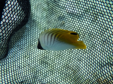 沖縄磯採集2015年11月下旬43　トゲチョウチョウウオ（Chaetodon auriga）