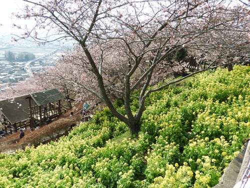 まつだ桜まつり