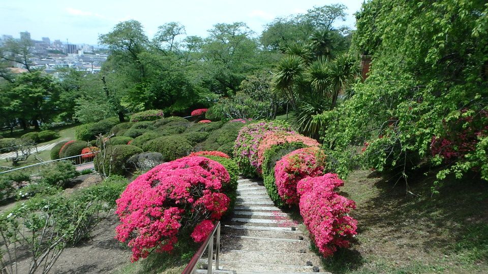 下田公園の紫陽花が満開💐 ゆう君は相変わらずの裸足で山を爆走w
