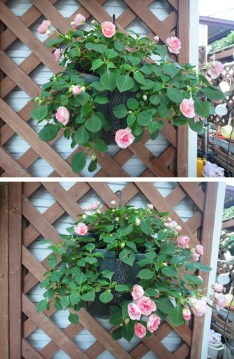 茎が伸び過ぎのフィエスタ「ピンクワッフル」のウオールバスケット