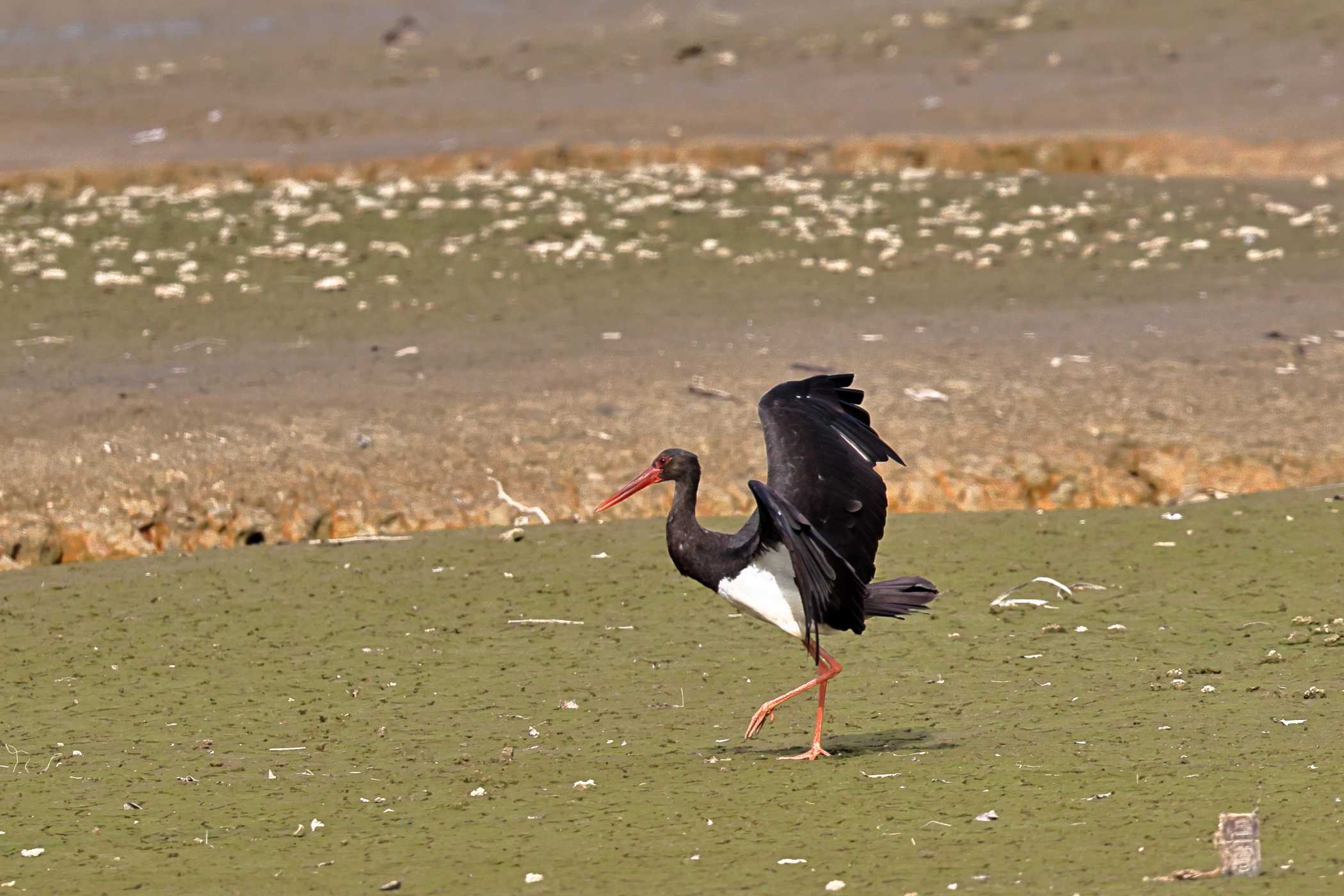 ナベコウ リベンジ 野鳥ブログ イノセントｂｉｒｄｅｒ 楽天ブログ