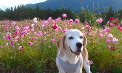 20121005コスモス