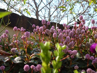 P1270087ss.jpg