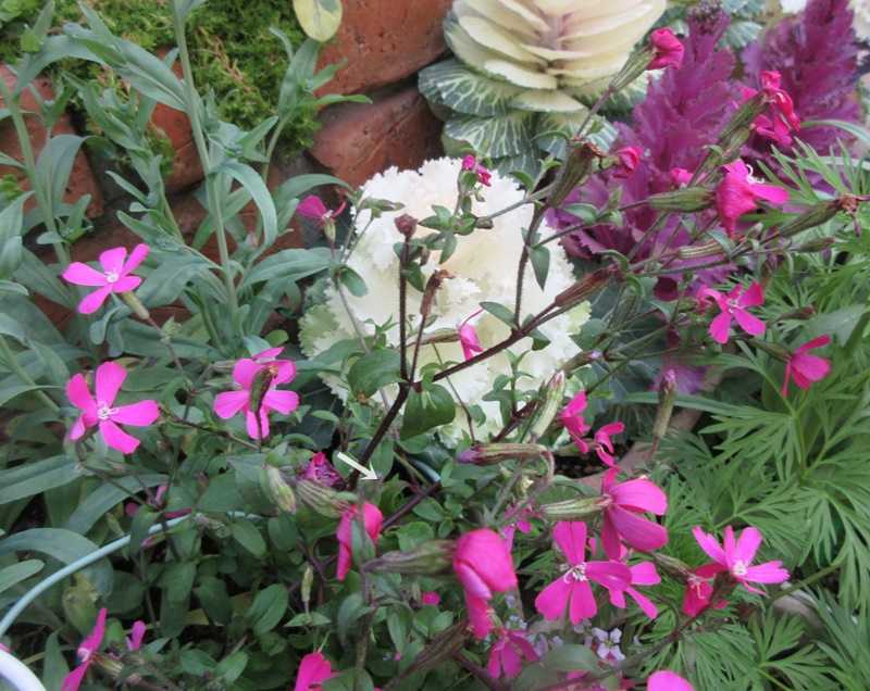 狭い庭をおしゃれに花いっぱいにする育て方 ツルコザクラを剪定 狭い庭を花いっぱいにする育て方 楽天ブログ 狭い庭をおしゃれに花いっぱいにする育て方 ツルコザクラを剪定 狭い庭を花いっぱいにする育て方 楽天ブログ