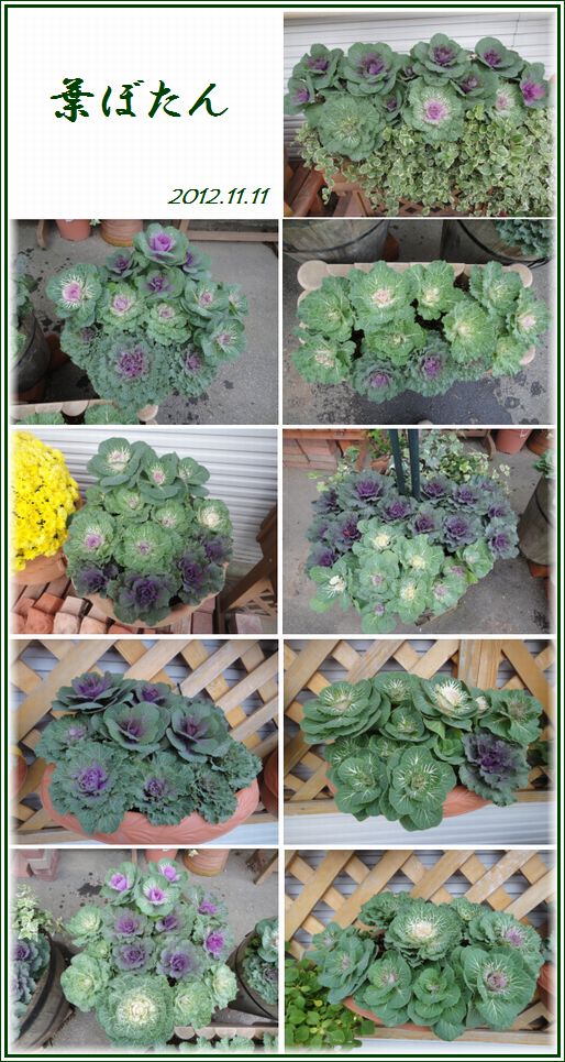 葉牡丹の寄せ植え