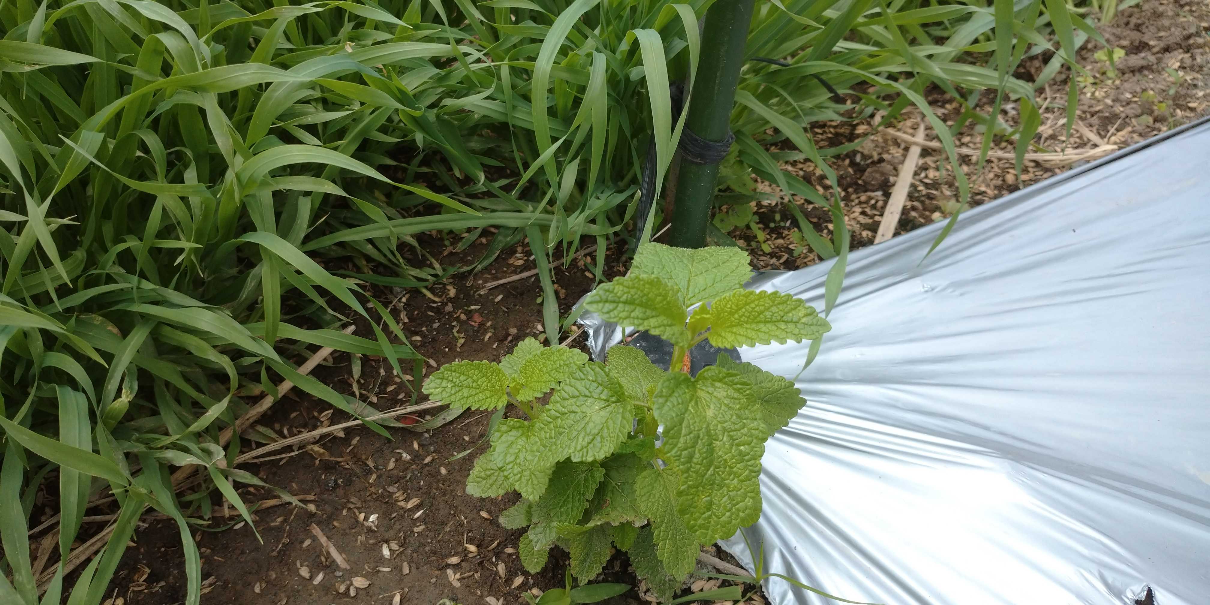 コンパニオンプランツ 青パパイヤと家庭菜園日記 楽天ブログ