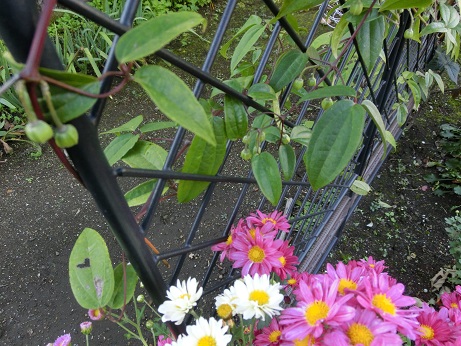 冬咲きクレマチス