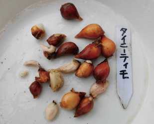 ミニチューリップ タイニーティモの球根の掘り上げ のんびりガーデニング 楽天ブログ