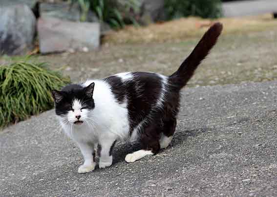 我が家のニャンコ♪2016/3/14-2