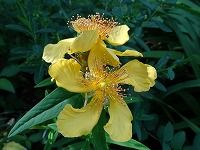 誕生花のないトモエソウ 巴草 の花言葉 人気のある 花弁がねじれた黄金色の美しい花の 集中力 弥生おばさんのガーデニングノート 花と緑の365日 楽天ブログ