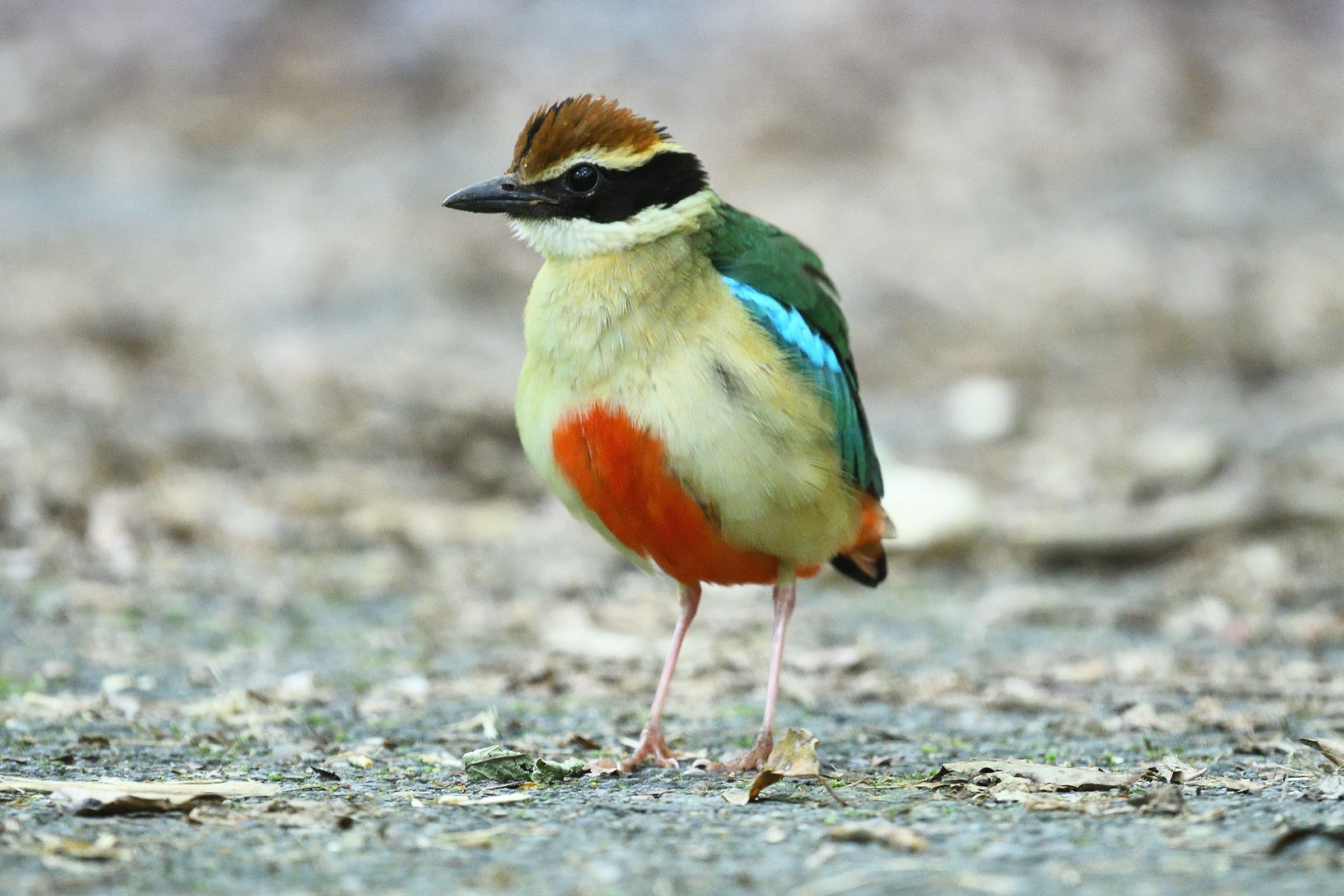 「ヤイロチョウ」最短距離での撮影！ | 野鳥との日常生活を綴る - 楽天ブログ