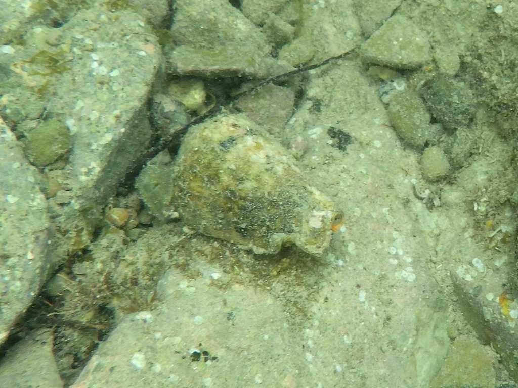 和歌山磯採集2022年8月中旬6　マガキガイ（Strombus luhuanus）
