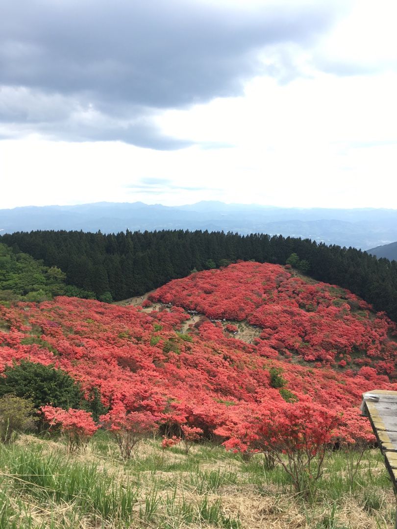 奈良 葛城山 自然 つつじ園 気ままに暮らす 楽天ブログ