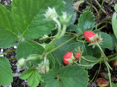 イチゴ