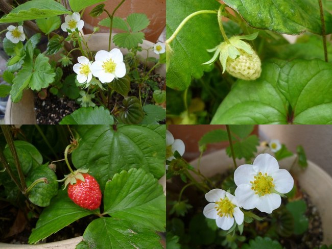2苺花と実　4枚650.jpg