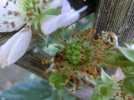 ブラックベリーの花