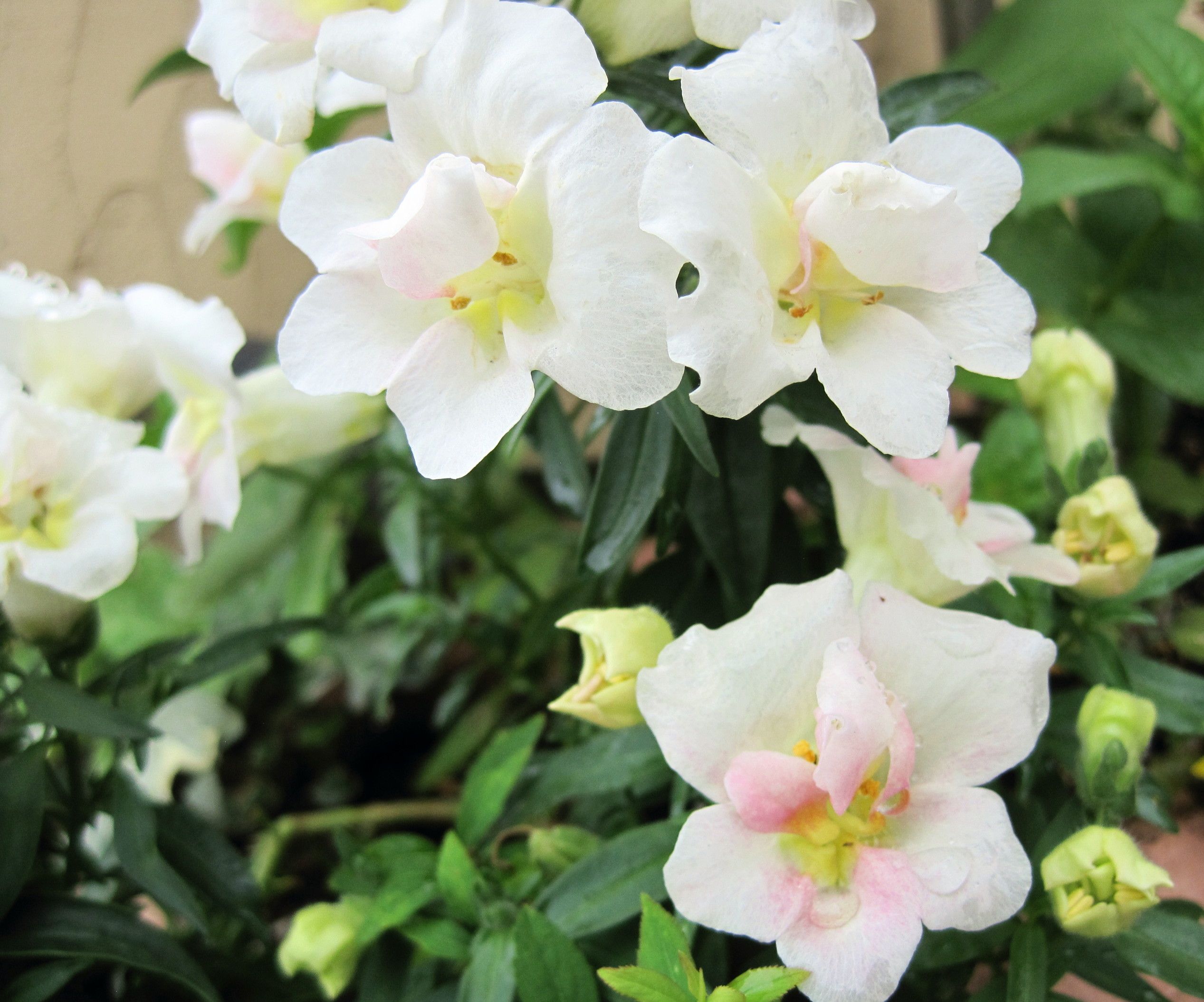 ラブリーなピンクの花 たねをまく日々 楽天ブログ ラブリーなピンクの花 たねをまく日々 楽天ブログ