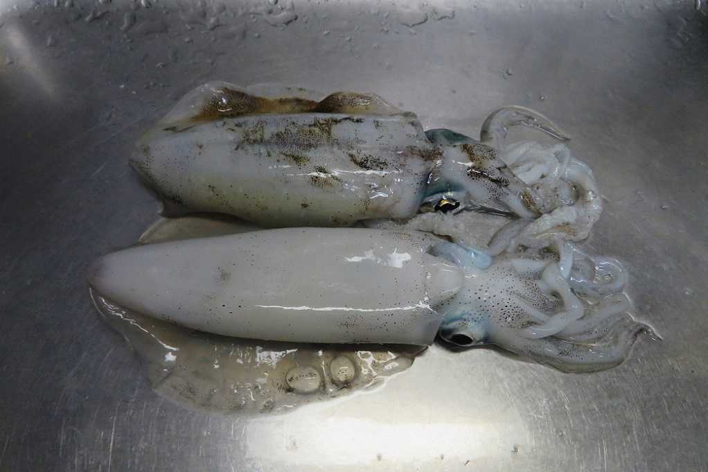 津久見へアオリイカ アジ釣りに行く アオリイカ２杯 アジ２０匹 大分金太郎の花鳥蝶月 楽天ブログ