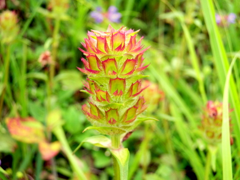 ウツボの花穂