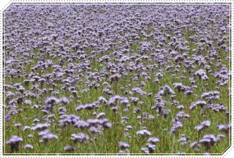 能美市石子町-4 ハゼリソウ-1 13.5.18