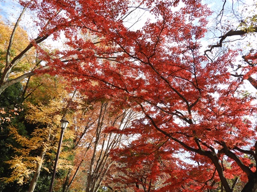 井の頭恩賜公園