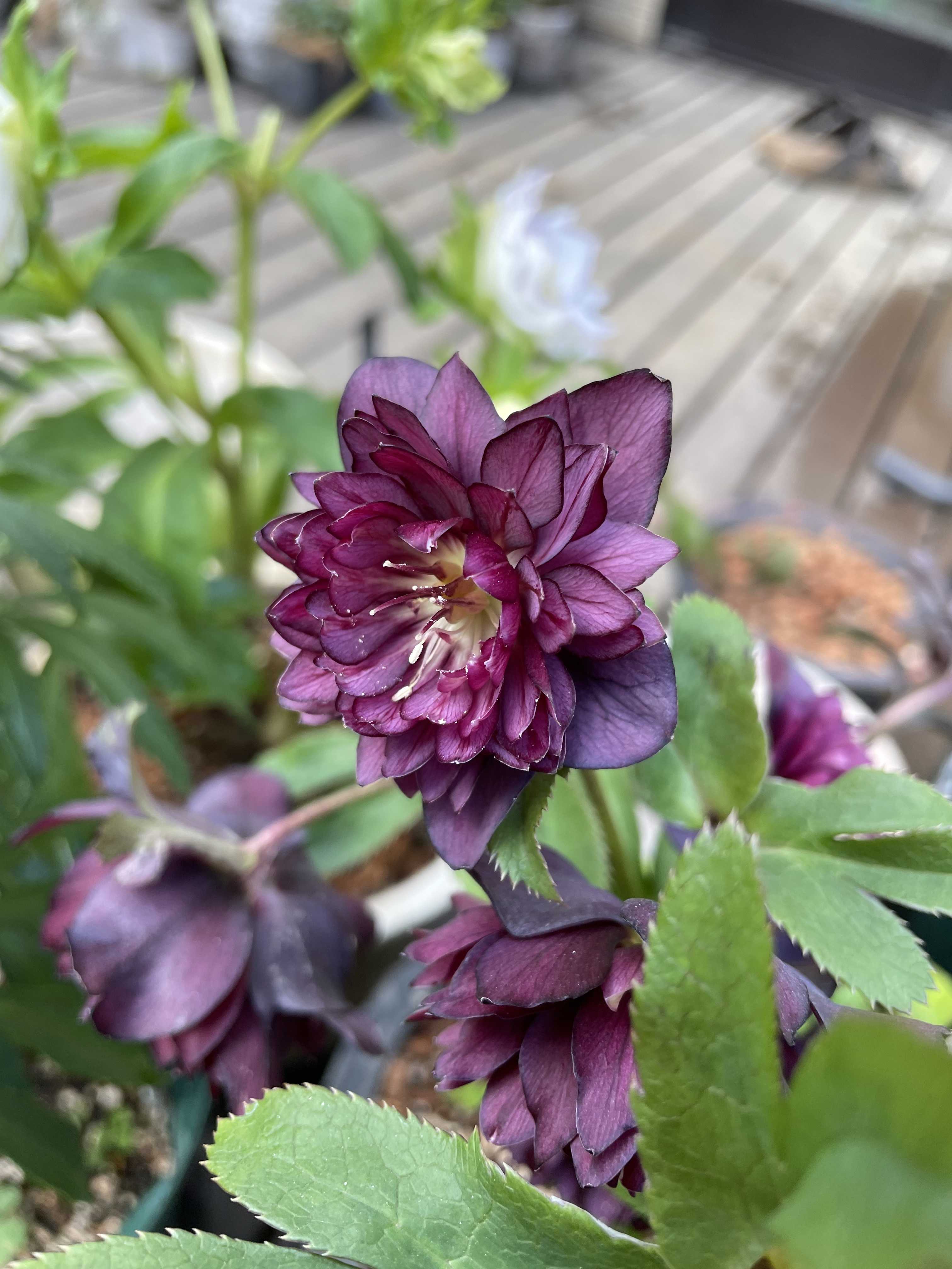 クリスマスローズ植え替えとリトルビーストの開花 | jupiterの