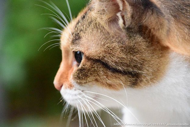 アラスカでも間もなく巨大津波が起きる可能性がある