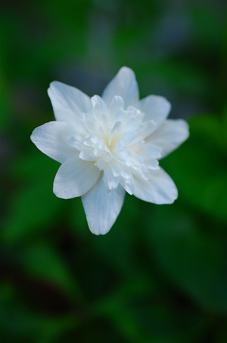 八重咲きイチリンソウの花