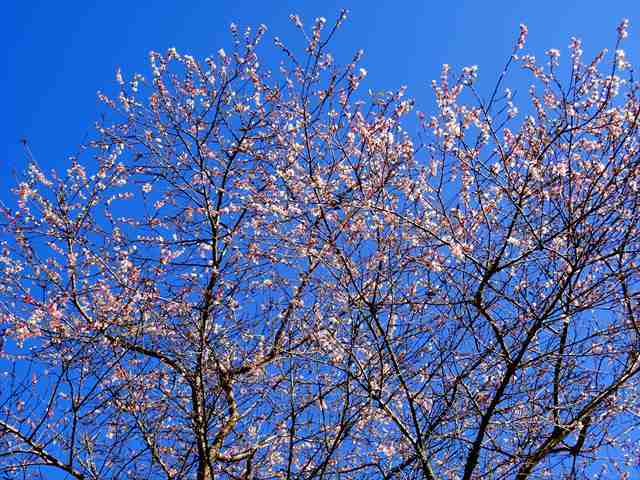 DSC08482_R.JPG