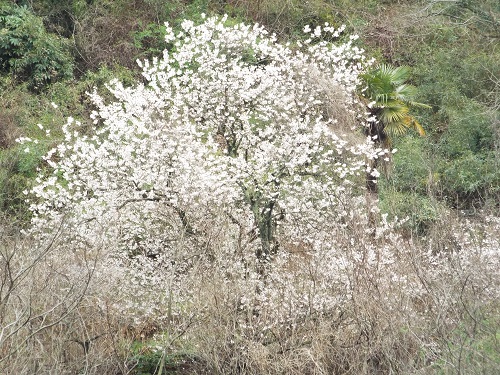 ヤマザクラ（山桜）