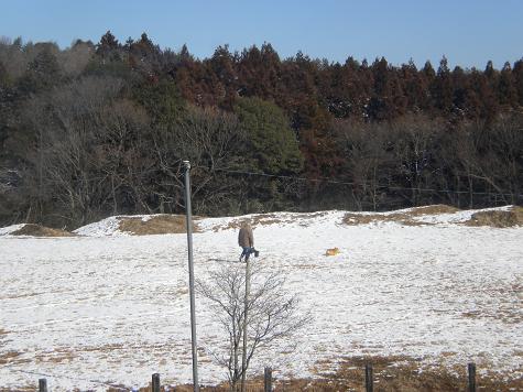 ２／１８北側の森とお散歩するワン２.JPG