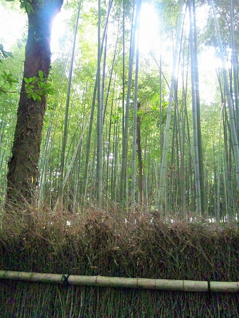 SH3L00560001 - コピー2.jpg