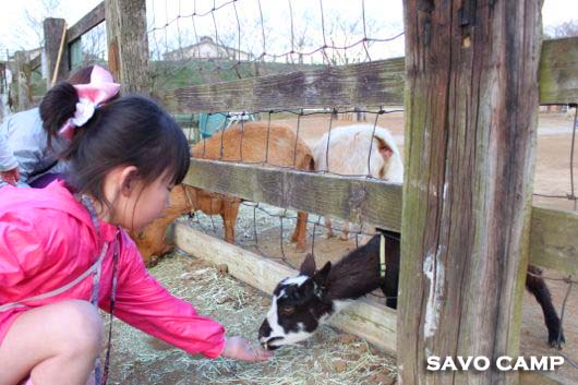 ゆめ牧場 餌やり
