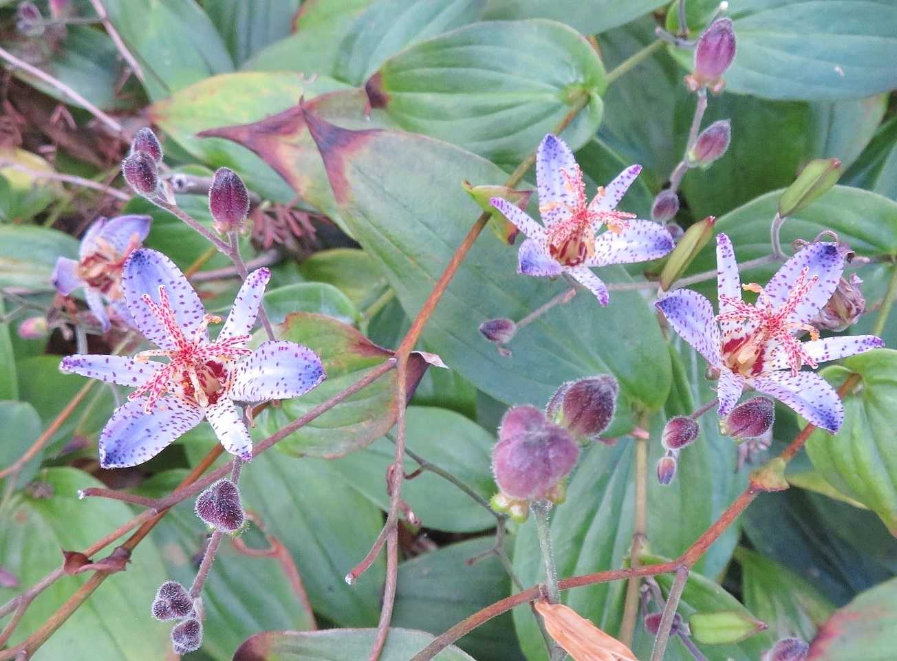 京都府立植物園で見た タイワンホトトギス だい のひとりごと 楽天ブログ