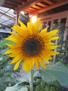 ポトス フィーラちょこっとページ 楽天ブログ