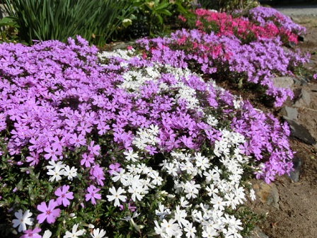 芝桜
