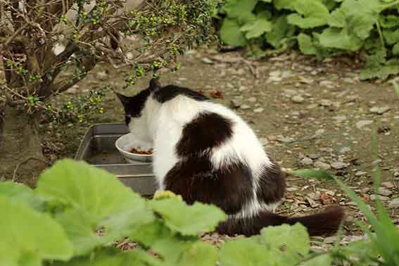 我が家のニャンコ♪2016/4/11-3