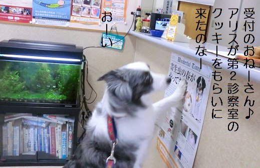 動物病院