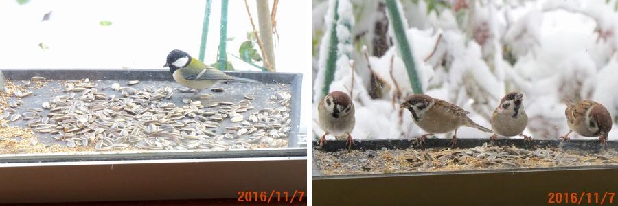 １１／７鳥もいろいろ.jpg